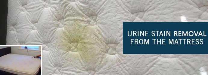 Mattress Urine Stain Removal Eureka