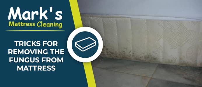 Tricks for Removing the Fungus From Mattress